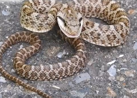 日本に生息する爬虫類 両生類 ヘビ編 爬虫類ペット Com
