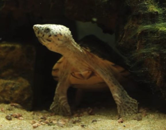 爬虫類ペット飼育 カブトニオイガメの飼育方法を解説